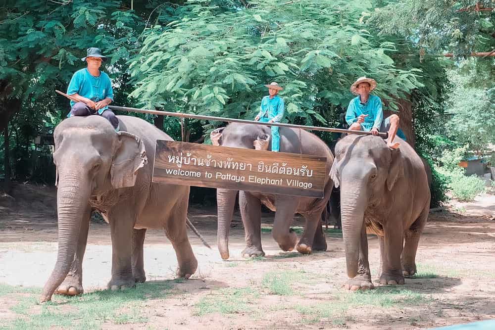 attraction elephant village