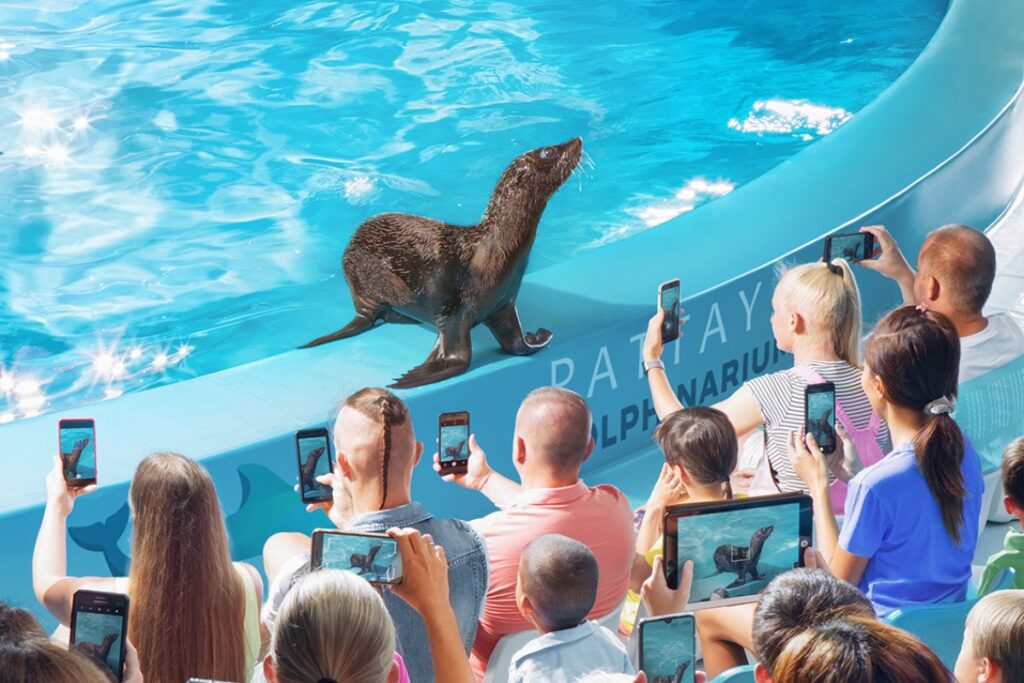 fur seal at the dolphinarium pattaya show