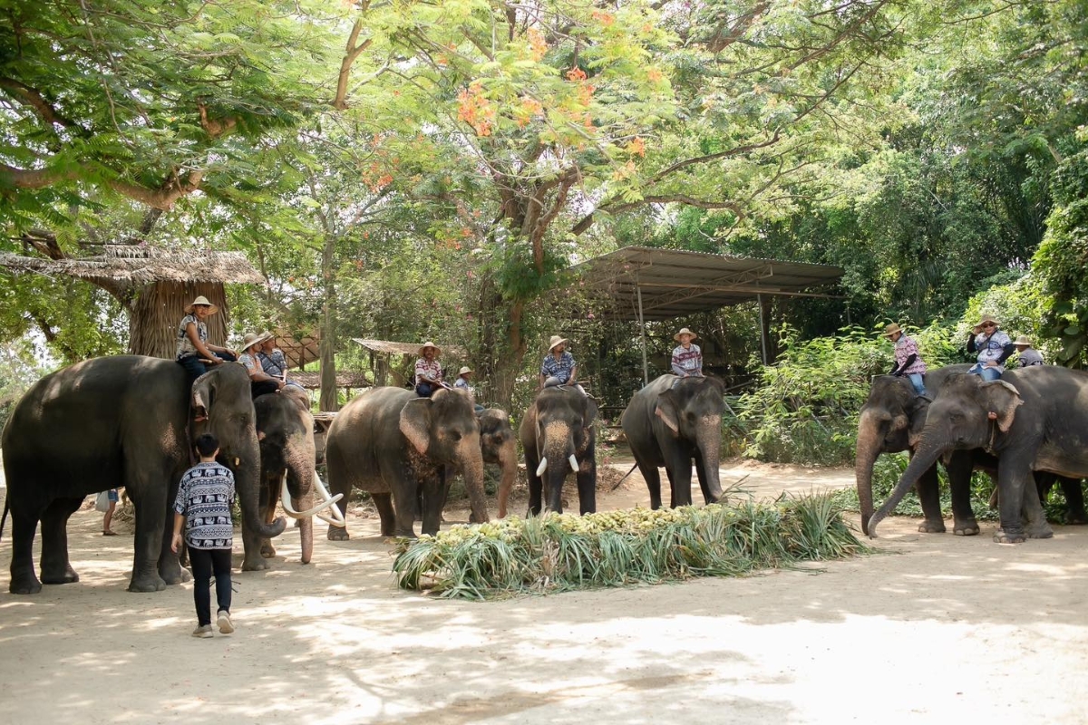 elephants and their riders at elephant village pattaya