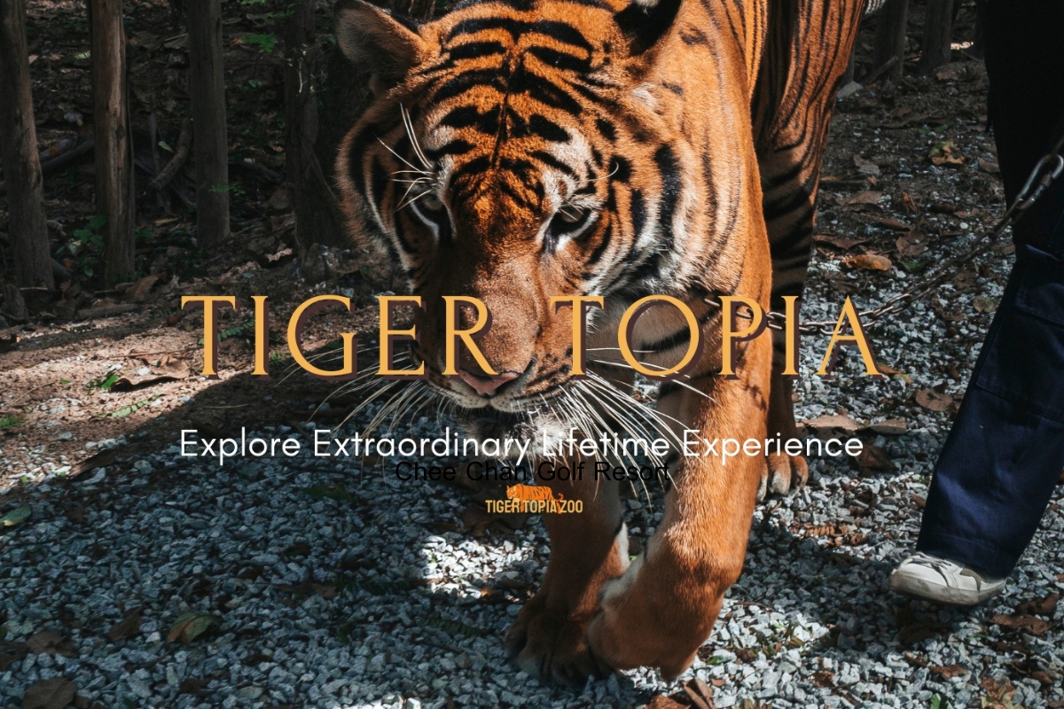 close-up photo of tiger at tiger topia zoo in pattaya