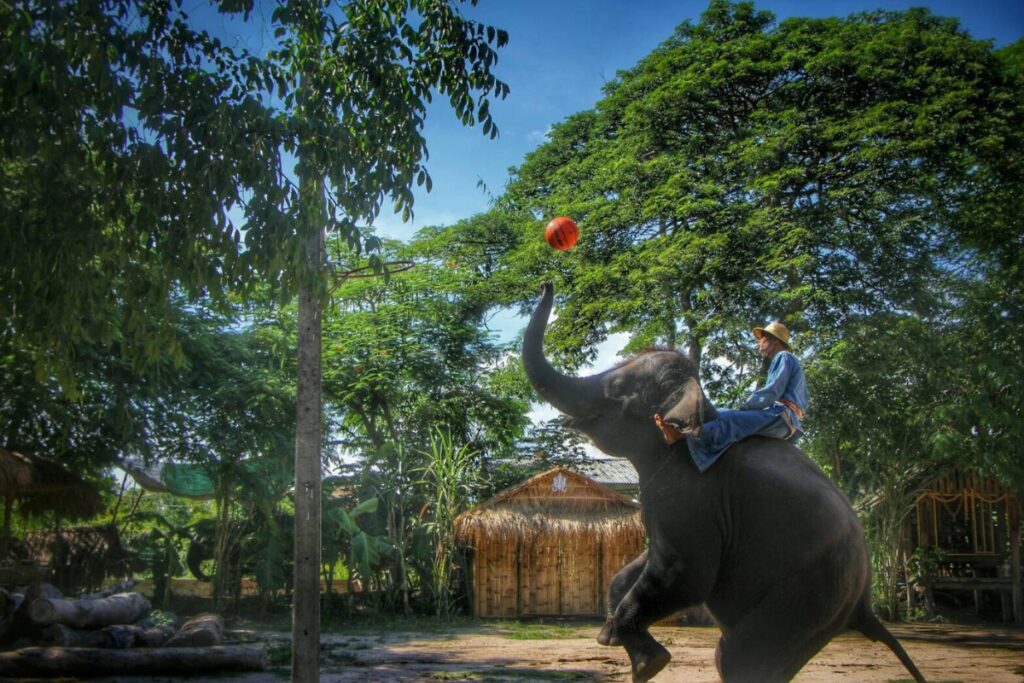 elephant showing off its intelligence with a ball