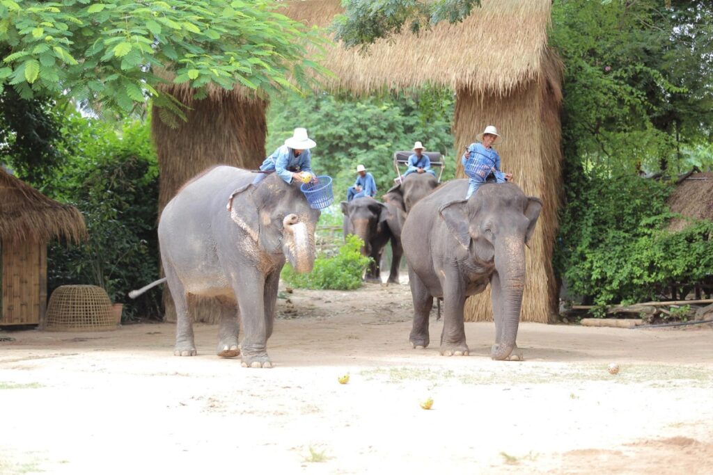 mahouts taking elephants for a walk