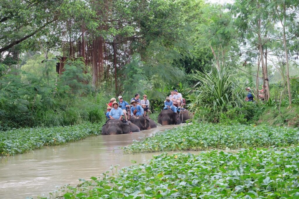 visitors and mahouts riding elephants