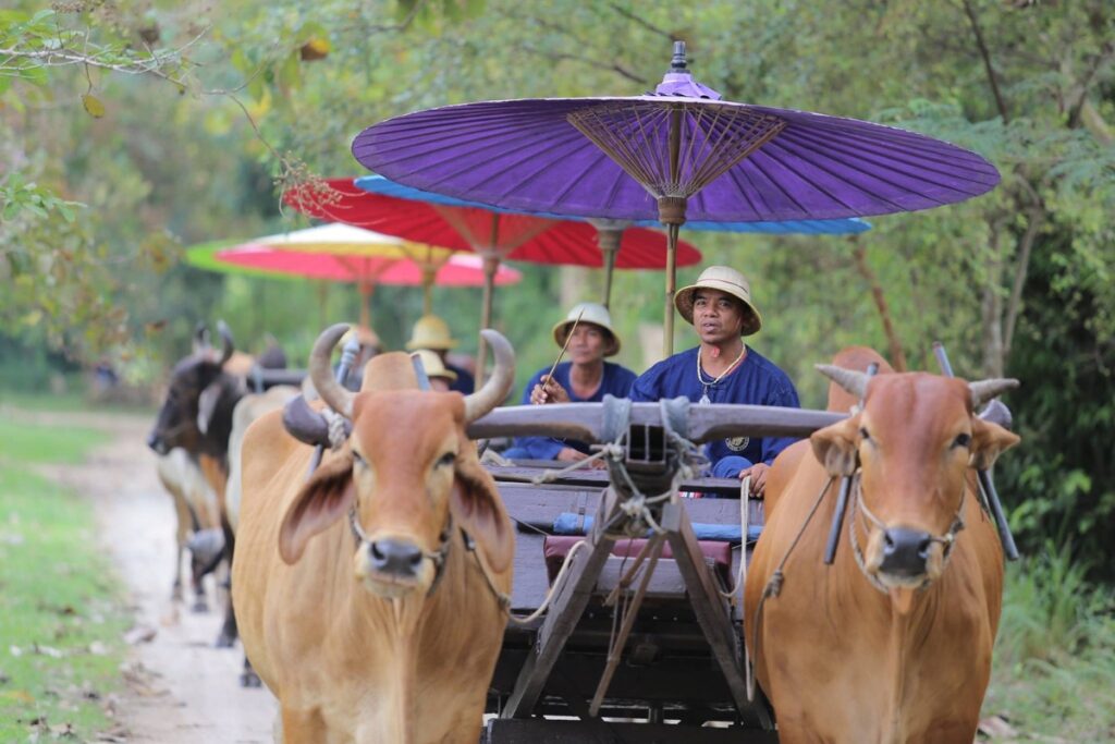 ox cart riding through elephant village pattaya