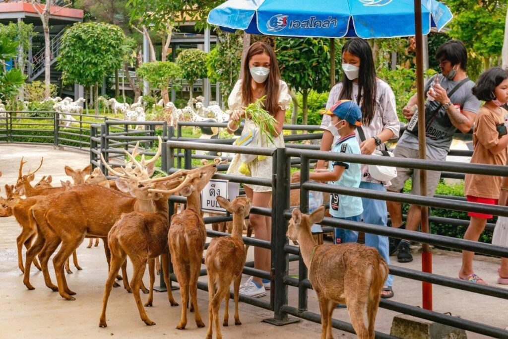 จุดให้อาหารเนื้อทรายในสวนนงนุชพัทยา